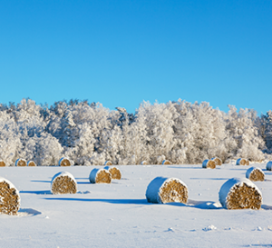 country field in winter