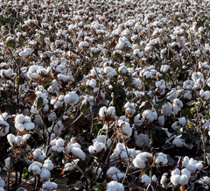 cotton field