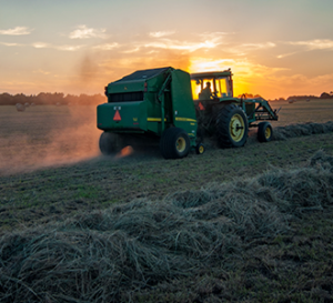 harvesting in the morning