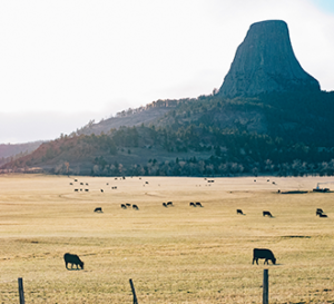 livestock roaming on the range
