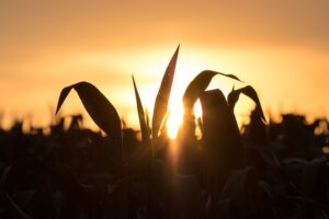 silhouette of corn fields