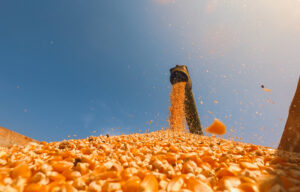 corn combine harvesting