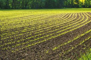 planting row crops