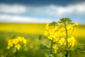 rapeseed field
