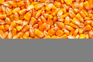 Corn Kernels