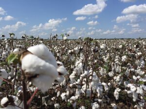 cotton field