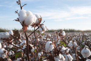 cotton field blue sky