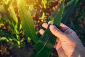Agronomist with Corn