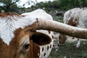 Longhorn cattle