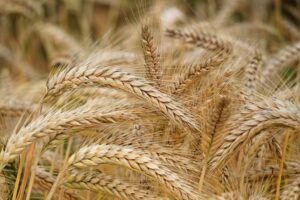 closeup of wheat crop