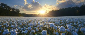 vast cotton field
