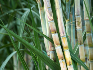 Sugar cane
