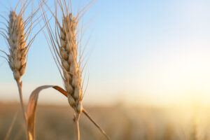 wheat spikelets