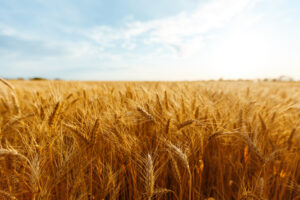wheat fields
