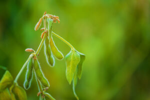 young green soya beans